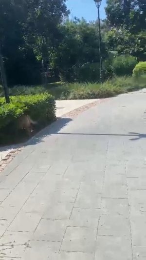 Рыжик в загуле