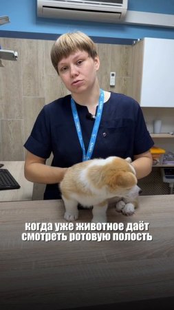 Как приучить питомца чистить зубы