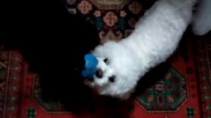 Болонка против Пуделя 🐩🐕