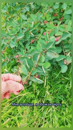 Ирга скоро пойдёт на природе #природа #лес #лето #ягоды