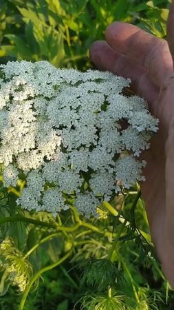 Как цветёт морковь