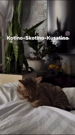 Skotino skotino kusotino