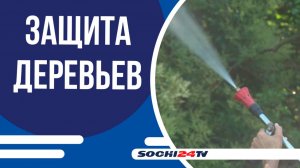 В Сочи началась обработка растений против белой американской бабочки