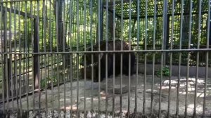 Хабаровск 26.06.2025 Зоопарк МЕДВЕДЬ БУРЫЙ
