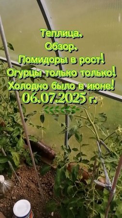 ТЕПЛИЦА ИЗНУТРИ! #теплица #природа #помидоры #огурцы #огород #жизньвдеревне