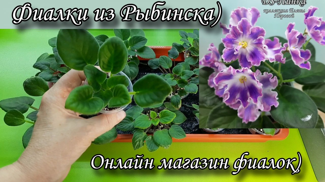 Предлагаю излишки коллекции фиалок) Видео для моего ТГ канала. Предлагаю 36 сортов.