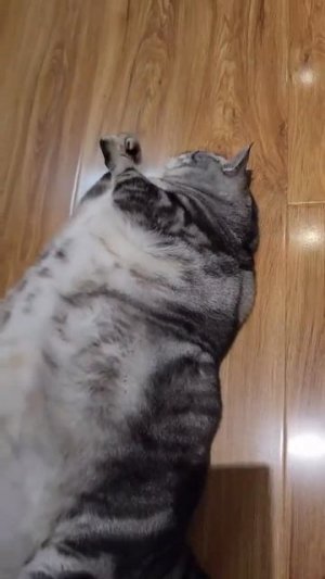 кот матрас