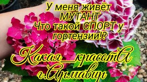 У меня живёт мутант.Спорт на сорт Камилла в 2х вариантах.Она выжила,поэтому знакомлю Вас.07.07.25