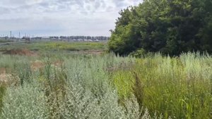 video5431815581286298621