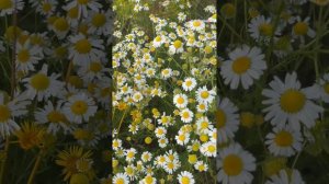 Настроение « а-ля НАТЮРЕЛЬ»🔆