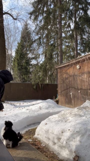 Бонечка дрессируется #пудель #poodle #пудель_арлекин смотреть онлайн