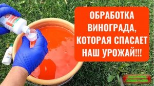 Обработка винограда, смородины и крыжовника, которую мы обязательно делаем в июле!