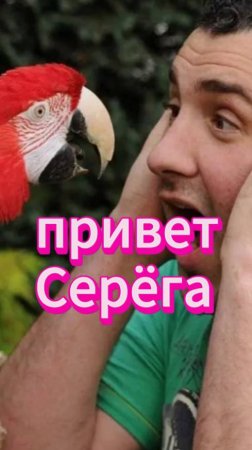 #юмор Про рога и попугая