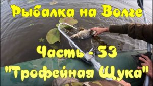 Рыбалка на Волге. Часть - 53. "Трофейная Щука".