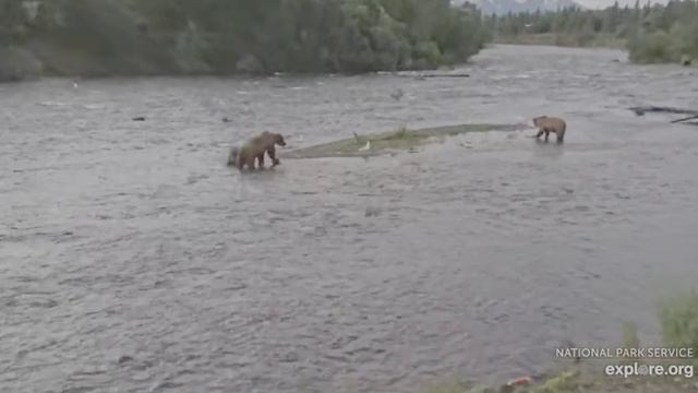 5-00 Утра а мишки уже на рыбалке
