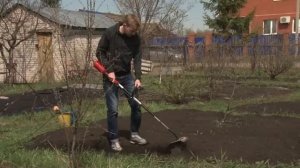 Как посадить морковь, чтобы не прореживать