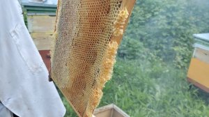 Первый мёд 🍯