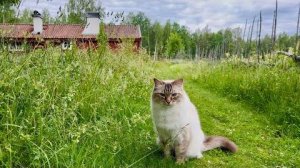 Sweden - From the cottage to the lake with cat