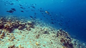 Подводный мир Индийского океана - NEMOPRO.RU