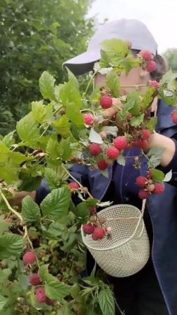 Первый раз столько малины видим 06.07.2025