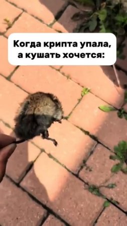 Не подключил RevenueBot — теперь питаюсь как могу 😅