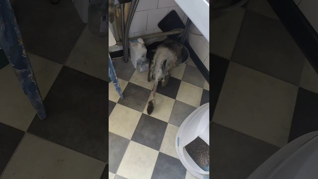 В него стреляли. Биби приехал ко мне из клиники, после удаления пули из позвоночника.