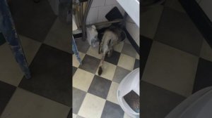 В него стреляли. Биби приехал ко мне из клиники, после удаления пули из позвоночника.