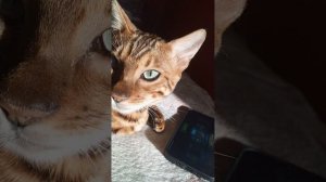 ,кот залипает на чиле
