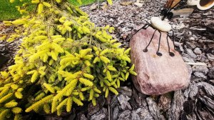 Обзор сада редких хвойных растений! Новинки!🌈🔥#сад #garden #хобби #обзор
