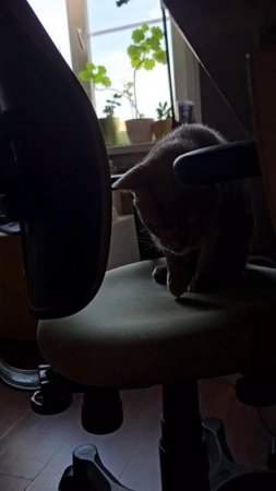 Все коты так делают #веселыекоты