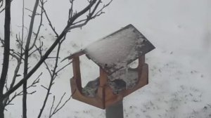 Птицы в апреле.