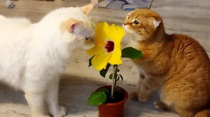 Кот Стёпа и кошка Тима знакомятся с Цветочком.. Задают мне вопросы о нём