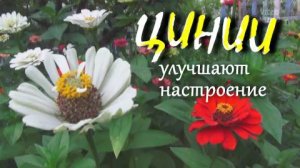 Не перестаю любоваться своими цинниями 🌺  #nizuvivideo#настроение
