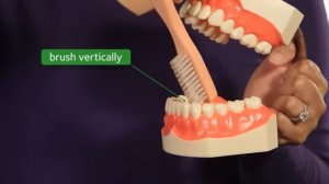 How to Brush Your Teeth