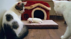 Старшие братья пришли посмотреть на новорожденного котенка.