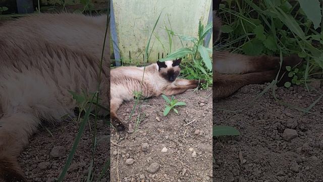 Лучший и бесплатный способ от луж и слякоти в курятнике + много витаминов для курочек 🐔