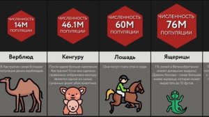 Сравнение Вероятностей_ Численность Животных