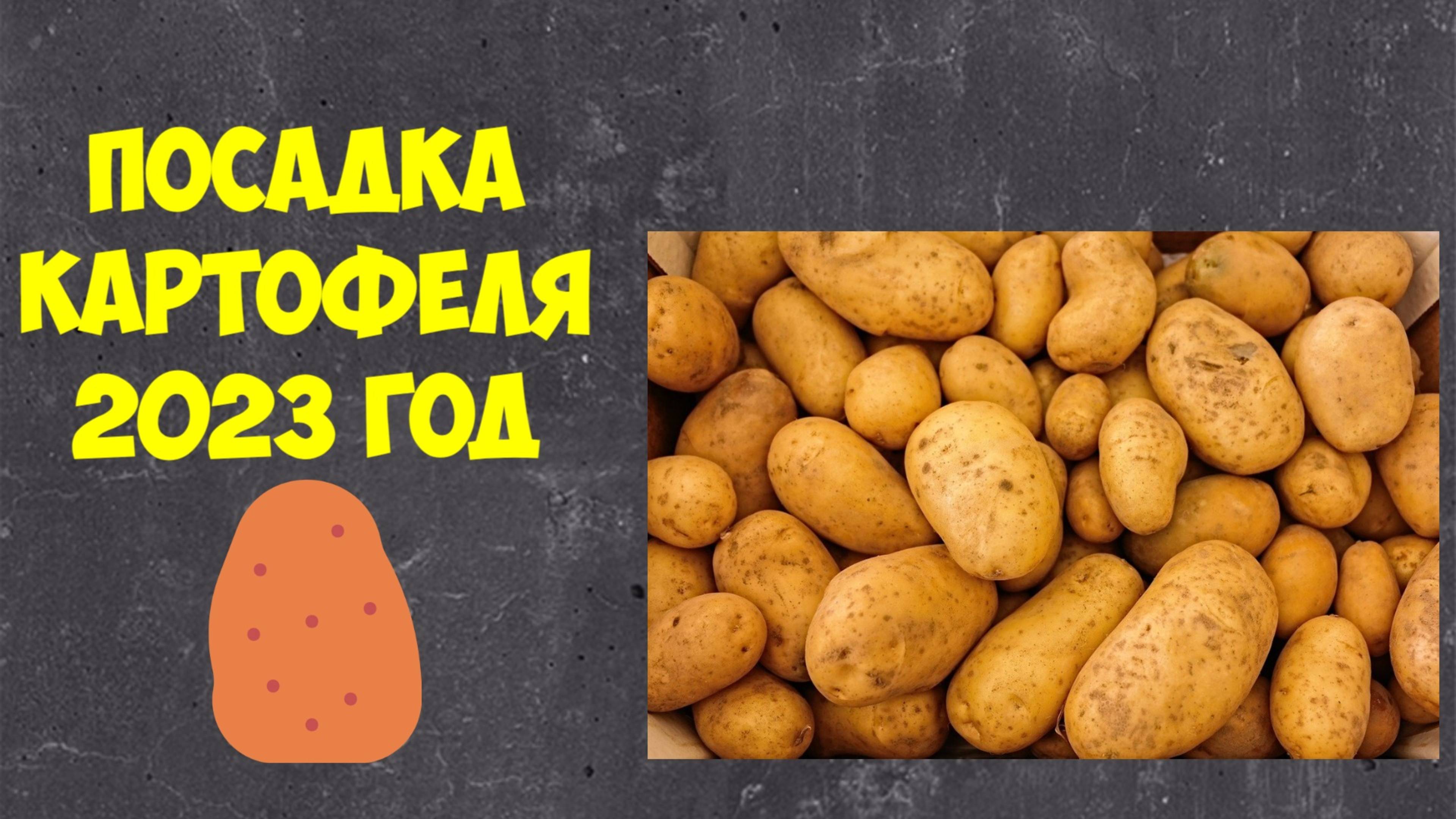 картофель