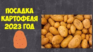 картофель