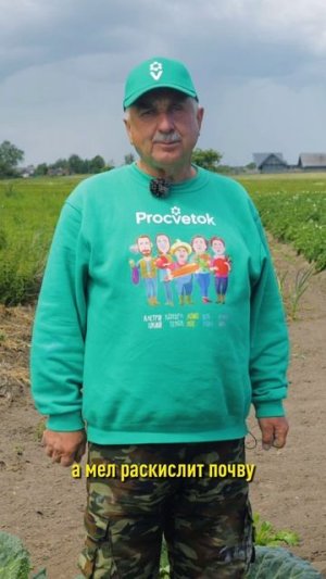 Дайте это капусте в июле для крупных и хрустящих кочанов! Чем подкормить капусту