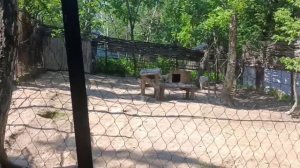 Хабаровск 26.06.2025 Зоопарк ВОЛКИ