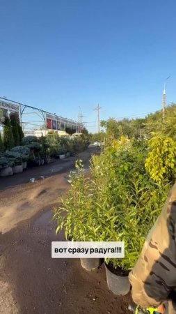 При поливе растений в садовом центре «АртСад» получилось создать радугу🌈