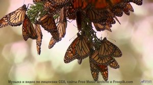 Природные кадры, которые невозможно забыть - смотрите до конца! - Green -- Kirk Osamayo -- Season Tw