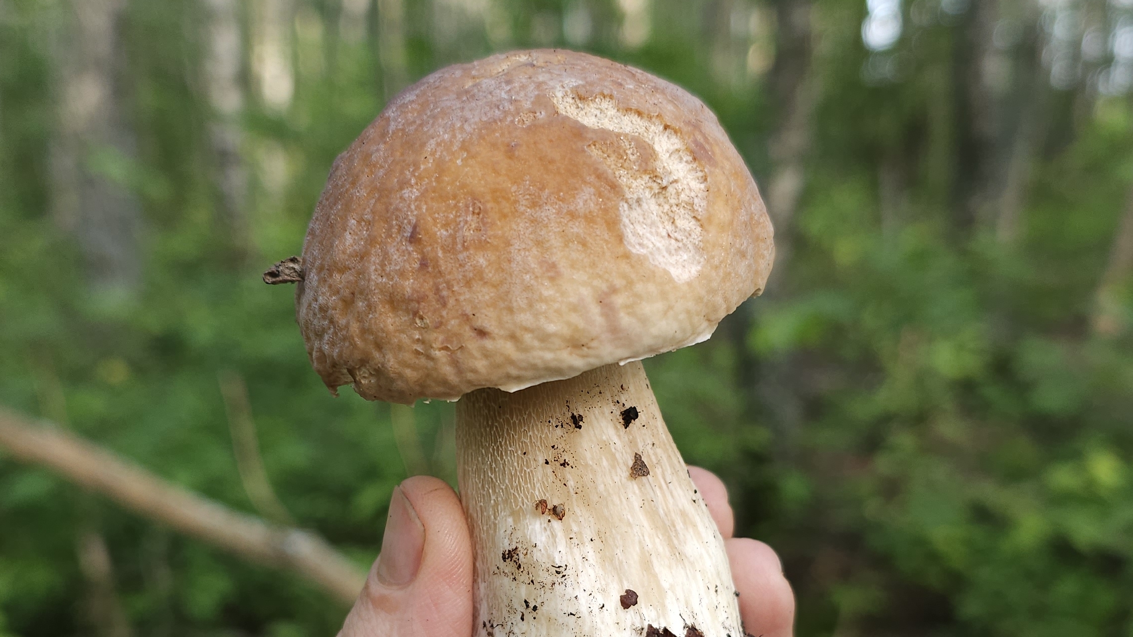 БЕЛЫЕ ГРИБЫ. Рязанская область. 6 июля 2025 смотреть онлайн