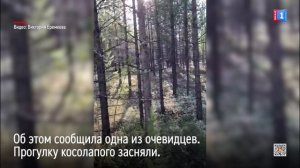 Медведь гулял в 100 метрах от отдыхающих