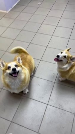 Очаровательные корги😍