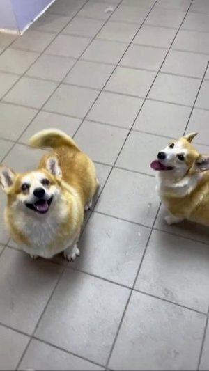Очаровательные корги😍