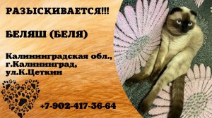 Пропал кот! БЕЛЯШ ( БЕЛЯ). Калининградская обл,  г. Калининград