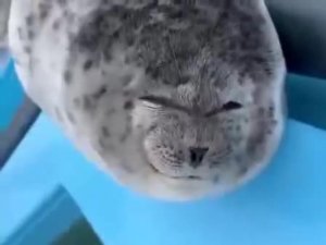 Милаха из Японии 😊