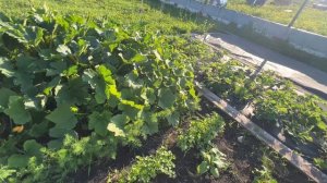 На грядке соседствуют местные обитатели. Первый урожай кабачков